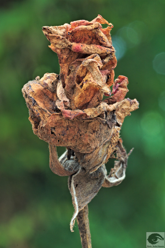  MG 3640 welke Blumen